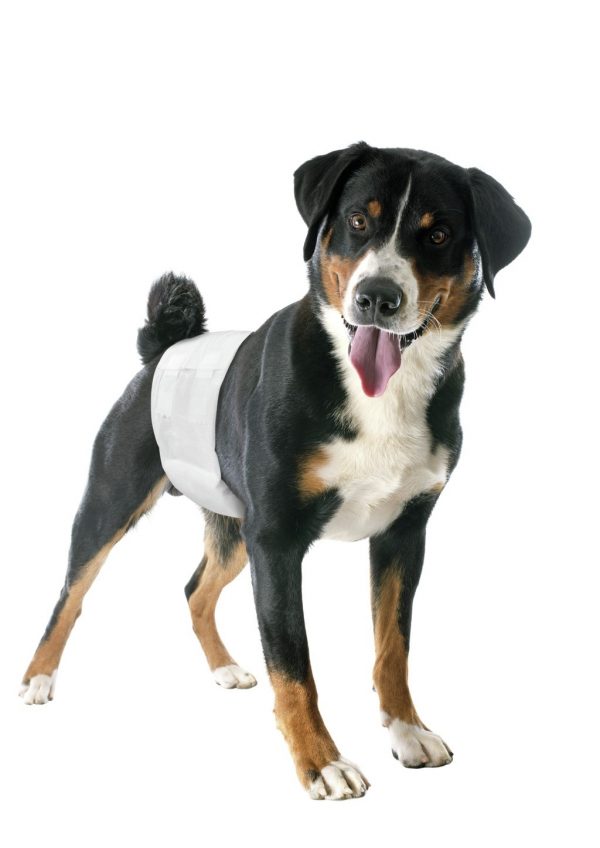 PANNOLINI A FASCIA ELASTICA PER CANE MASCHIO TG M 12 PZ